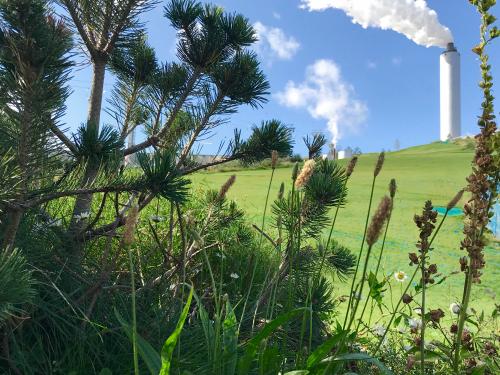 Pine tree on pitched green roof